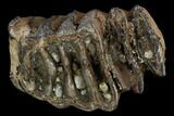 Southern Mammoth Molar Section - Hungary #123662-1